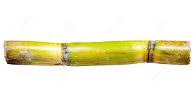 sugar cane1